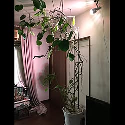 ＤＩＹ/天井照明DIY/部屋ジャングル化計画/観葉植物のある暮らし/観葉植物...などのインテリア実例 - 2020-09-15 20:38:26