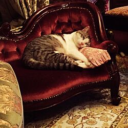 リビング/NO CAT,NO LIFE❤️/猫のインテリア実例 - 2016-09-04 23:02:07