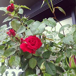 玄関/入り口/薔薇/ばら/rose/近所の花のインテリア実例 - 2017-05-09 15:07:49