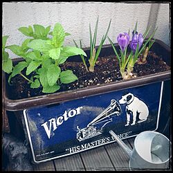 玄関/入り口/ベランダガーデニング/ベランダガーデン/植物/Victorのインテリア実例 - 2013-03-29 15:34:15