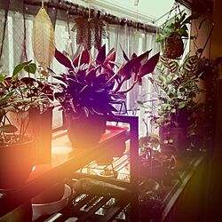 壁/天井/プチプラ/出窓/植物/観葉植物...などのインテリア実例 - 2014-05-21 17:26:36