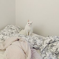 ベッド周り/猫/韓国猫のインテリア実例 - 2015-07-23 15:21:10