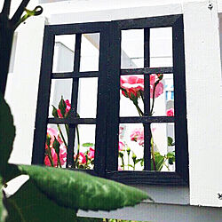 薔薇/小窓からの景色/小窓棚DIY/小窓風/グリーンのある暮らし...などのインテリア実例 - 2019-06-11 19:05:42