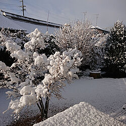 部屋全体/雪景色の庭/雪/庭のインテリア実例 - 2021-01-30 08:26:55
