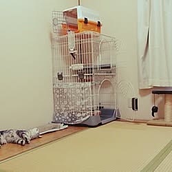 ねこ部/ねこのいる風景/ねこの部屋/ねこあつめ/いつかはキャットタワーを！...などのインテリア実例 - 2015-07-30 03:02:55