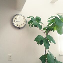 壁/天井/観葉植物/時計/ウンベラータのインテリア実例 - 2014-10-14 08:45:35