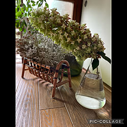 カシワバアジサイ/植物のある暮らし/逢/初夏/部屋全体のインテリア実例 - 2022-07-15 16:35:53