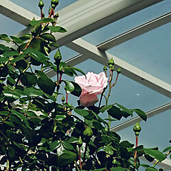 玄関/入り口/第2のお庭/ニュードーンが咲いてた！/薔薇と暮らす/私だけのお庭*¨*•.¸¸♪...などのインテリア実例 - 2021-04-23 09:30:51
