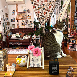 YuuKoさんにもらったスマホホルダー/ポーセラーツ/食卓に乗る猫/猫のいる部屋/猫のいる風景...などのインテリア実例 - 2023-03-17 08:13:41