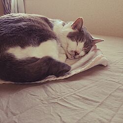 ベッド周り/猫のインテリア実例 - 2016-08-11 06:30:38