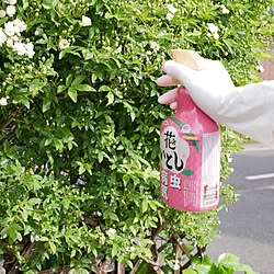 壁/天井/ガーデニング/花のある暮らし/害虫対策/アースガーデン...などのインテリア実例 - 2024-04-16 11:05:49