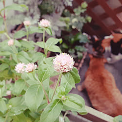 ベッド周り/ベランダガーデン/植物のある暮らし/三毛猫のじゅん♀/茶トラのビビ♀...などのインテリア実例 - 2022-08-30 11:31:33