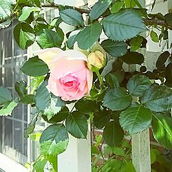 玄関/入り口/薔薇が好き/花のある暮らし/庭/ピエール・ド・ロンサールのインテリア実例 - 2016-05-08 10:28:00