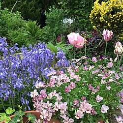 ベッド周り/花のある暮らし/花が好き/ガーデニング/ガーデンのインテリア実例 - 2017-05-05 08:36:07