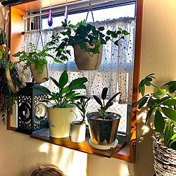 窓辺の植物/窓辺のグリーン/観葉植物/壁/天井のインテリア実例 - 2023-07-08 09:02:16