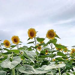 ひまわり畑/お出かけ/癒し/はなのある暮らし/植物が好きのインテリア実例 - 2022-08-12 19:32:41