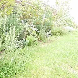 玄関/入り口/植物/植物のある暮らし/庭のインテリア実例 - 2017-07-15 08:54:41