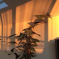 リビング/天窓からの光り/朝日の当たる場所/観葉植物/照明のインテリア実例 - 2017-02-03 05:50:27