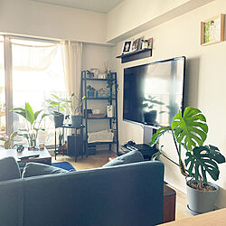 WALLテレビスタンド/IKEA/観葉植物を添えて/緑のある暮らし/壁に付けられる家具...などのインテリア実例 - 2022-09-25 16:05:10