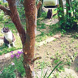 ガーデン/DIY/猫/植物のインテリア実例 - 2015-04-25 11:53:35