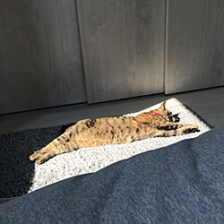 日差しが好き/死んだように寝てる/ホワイトインテリアに見えない/猫スペース/部屋全体のインテリア実例 - 2020-04-20 07:45:17