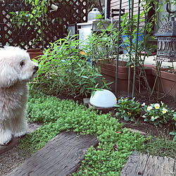 雑貨/観葉植物/庭/多肉植物/ガーデニング...などのインテリア実例 - 2022-09-20 22:52:08