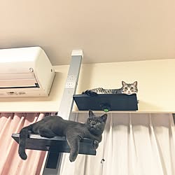 玄関/入り口/キャットタワー/ねこのいる日常/ねこばかりですいません/ねこ部屋...などのインテリア実例 - 2016-11-08 22:27:27