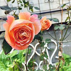 真冬に咲く花/薔薇が好き/レディエマハミルトン/いつもいいねやコメありがとうございます♡/玄関/入り口のインテリア実例 - 2022-01-09 08:54:24