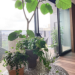 ウンベラータ/マンション暮らし/ひとはな/観葉植物/窓辺の風景...などのインテリア実例 - 2021-06-22 16:32:13