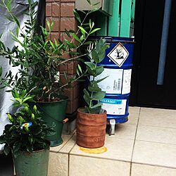 玄関/入り口/植物のインテリア実例 - 2014-06-29 18:49:20