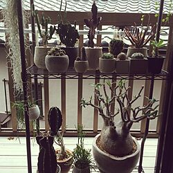 棚/観葉植物/一人暮らし/賃貸/植物...などのインテリア実例 - 2015-07-02 08:04:28