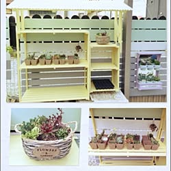 棚/多肉棚/ガーデニング/多肉植物/100均...などのインテリア実例 - 2016-04-13 16:56:14