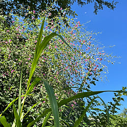 青空/萩の花/盛夏/逢/ベッド周りのインテリア実例 - 2022-08-24 06:28:06