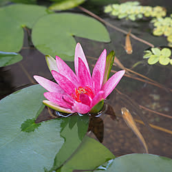 暑さ対策/睡蓮鉢/睡蓮鉢めだか/睡蓮花/水草...などのインテリア実例 - 2018-08-18 13:52:38