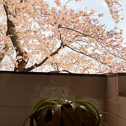 おうち時間を楽しむ/庭のある暮らし/春/桜の見える家/桜...などのインテリア実例 - 2022-04-02 17:55:47