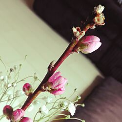 リビング/花のある暮らし/フラワーアレンジメント/お雛祭り/梅の木...などのインテリア実例 - 2017-03-11 09:25:03
