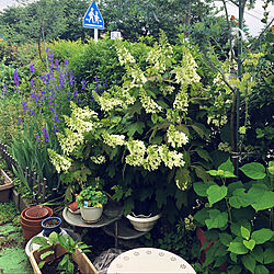 紫の花は何て名前?/大葉/なすにピーマン/夏野菜植えてみました！/アナベル...などのインテリア実例 - 2022-05-16 13:03:09