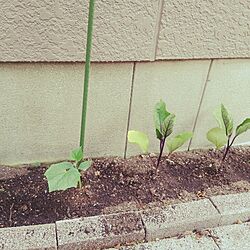 玄関/入り口/植物/農園/野菜も育てたいのインテリア実例 - 2014-04-28 14:25:10