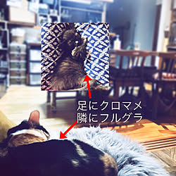 猫と暮らす家/猫のいる暮らし/ねこと暮らす/ミルクボランティア/ぼろぼろソファー...などのインテリア実例 - 2022-10-01 07:42:05