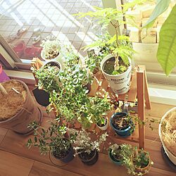 リビング/植物/観葉植物/IKEA/100均...などのインテリア実例 - 2015-02-01 09:41:23