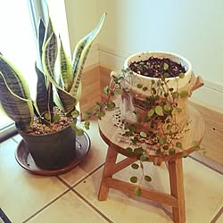 部屋全体/植物/サンスベリアのインテリア実例 - 2015-02-25 16:46:02