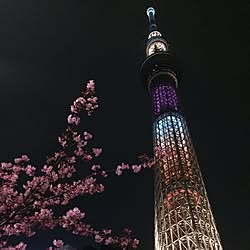 河津桜/夜景/スカイツリー/インテリアじゃなくてごめんなさい/玄関/入り口...などのインテリア実例 - 2015-03-07 23:21:19