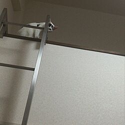 壁/天井のインテリア実例 - 2017-03-20 22:21:45