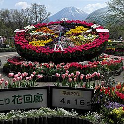 桜/植物/チューリップのインテリア実例 - 2017-04-19 19:05:41