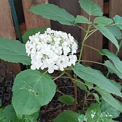 玄関/入り口/いつもいいね！ありがとうございます♪/アナベル/おうち時間を楽しむ/植物のある暮らし...などのインテリア実例 - 2023-06-10 12:32:20