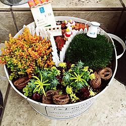 雑貨/植物/多肉植物/くるみのインテリア実例 - 2014-10-20 13:40:11