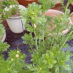 畑のある暮らし/畑/畑の野菜/家庭菜園を楽しむ/家庭菜園...などのインテリア実例 - 2024-04-22 22:00:10