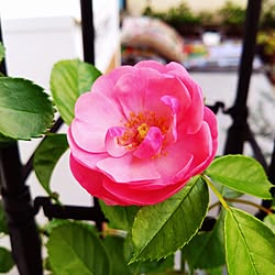 玄関/入り口/鉢植え/薔薇のある暮らし/花のある暮らし/薔薇の花...などのインテリア実例 - 2024-05-04 08:31:36