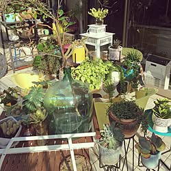 玄関/入り口/賃貸マンション/家族で暮らす/植物のある生活/サボテン...などのインテリア実例 - 2017-02-16 15:10:23