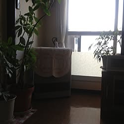 部屋全体/植物のインテリア実例 - 2013-01-09 10:24:32